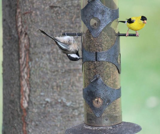 upsidedown goldfinch