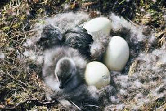Geese Hatching 